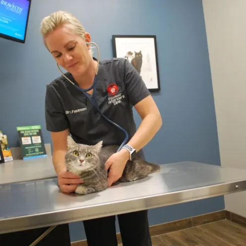Foxmoor Veterinary Clinic Vet checking a gray cat 